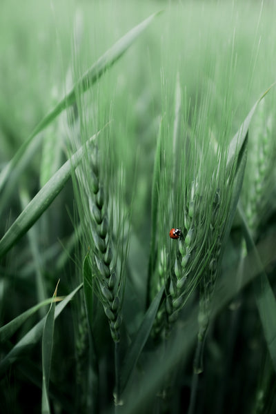 Biostimulanten