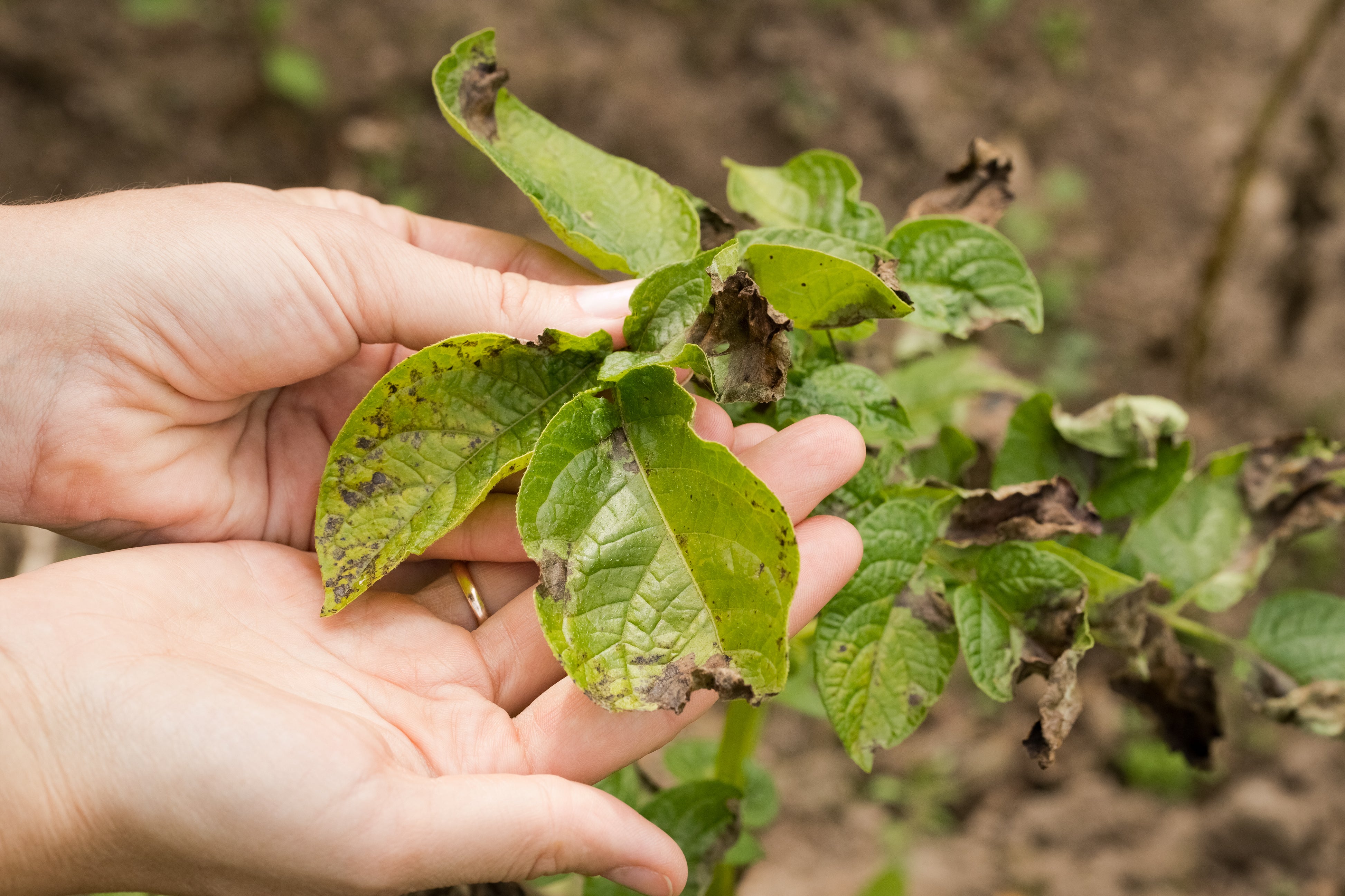 Phytophthora infestans